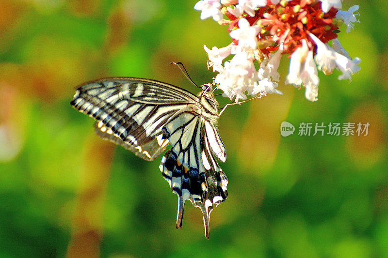 蝴蝶/燕尾蝶和桔梗花
